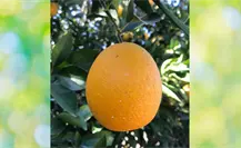 Por inundaciones de Veracruz, la naranja de productores de Tamaulipas tendría mejor precio de compra