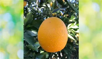 Por inundaciones de Veracruz, la naranja de productores de Tamaulipas tendría mejor precio de compra