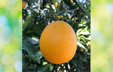 Por inundaciones de Veracruz, la naranja de productores de Tamaulipas tendría mejor precio de compra