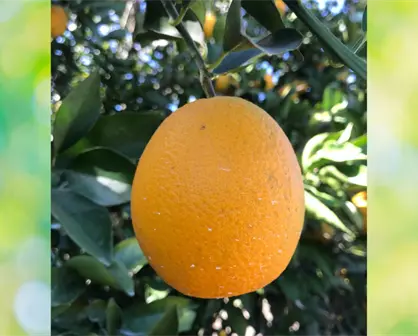 Por inundaciones de Veracruz, la naranja de productores de Tamaulipas tendría mejor precio de compra