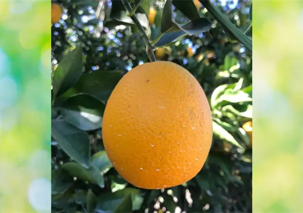 Por inundaciones de Veracruz, la naranja de productores de Tamaulipas tendría mejor precio de compra