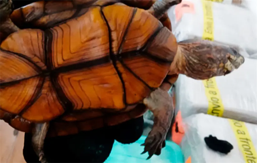 Las 774 tortugas bebé fueron encontradas dentro de cajas etiquetadas como “cosméticos”. Foto: Profepa