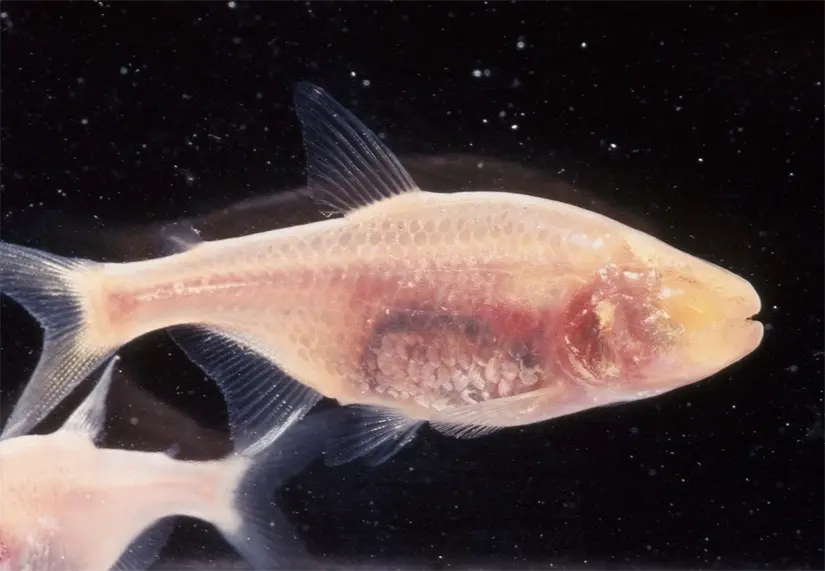 imagen recuadro En Tamaulipas se encuentra la Cueva del Pachón.