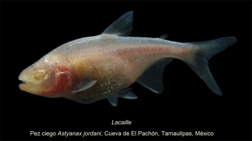 imagen recuadro En Tamaulipas se encuentra la Cueva del Pachón.