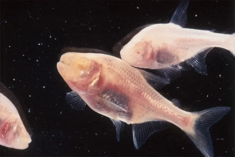 imagen recuadro En Tamaulipas se encuentra la Cueva del Pachón.