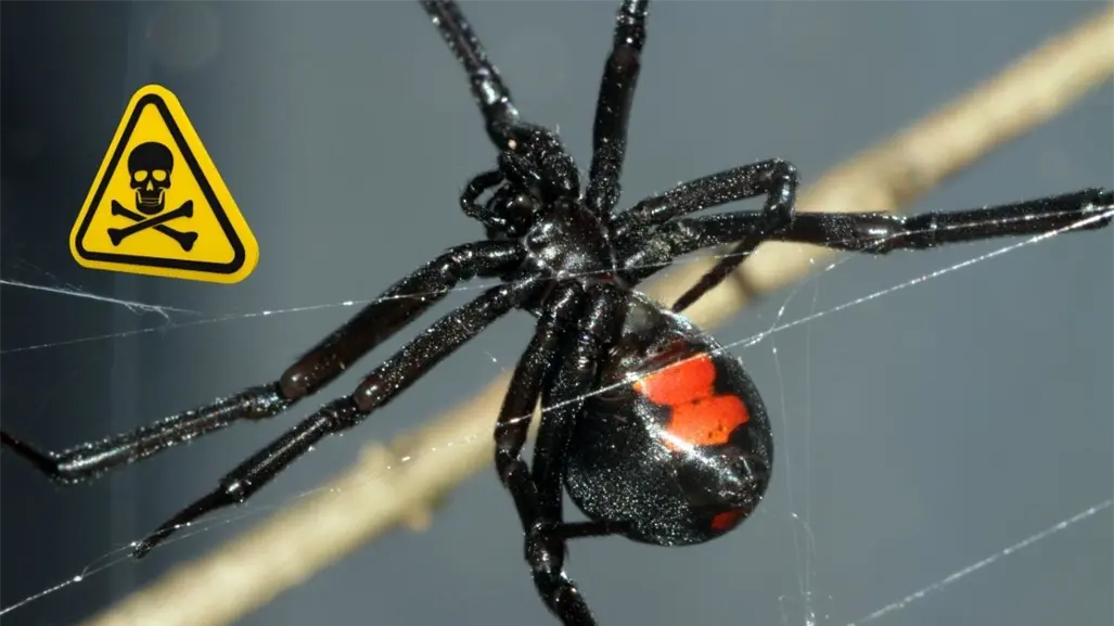Araña viuda negra de Nuevo León: 5 curiosidades que debes saber de este artrópodo