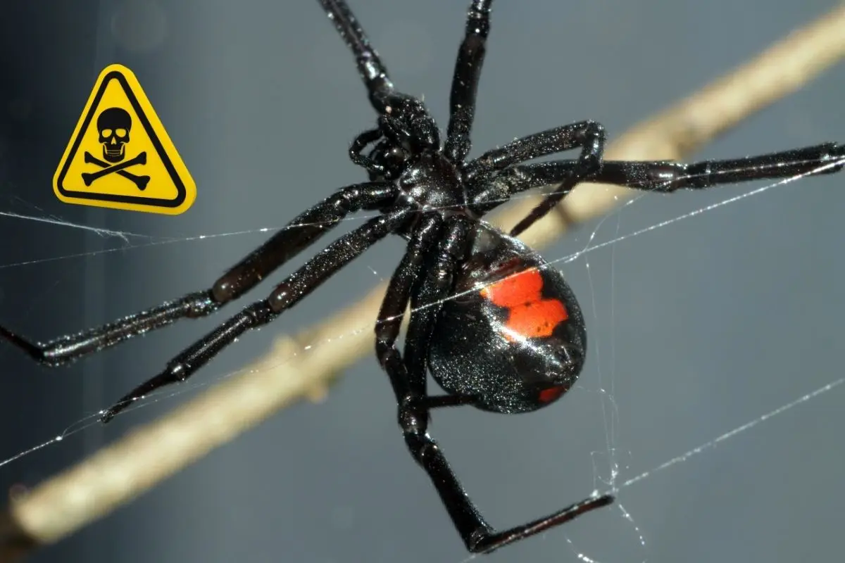 La araña viuda negra de Nuevo León es una amenaza que puede llegar a ser mortal si no se atiende su mordedura.Foto: Canva