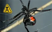 Araña viuda negra de Nuevo León: 5 curiosidades que debes saber de este artrópodo
