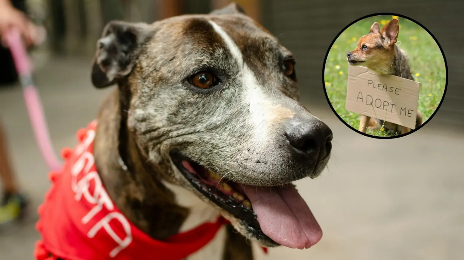 Imágenes de perros en adopción. (Canva)