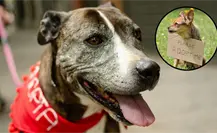 Bienestar animal en Saltillo: aumentan ferias de adopción de mascotas