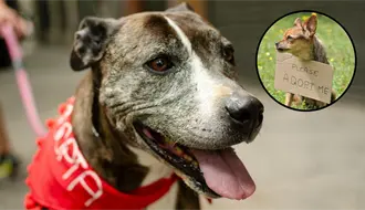 Bienestar animal en Saltillo: aumentan ferias de adopción de mascotas