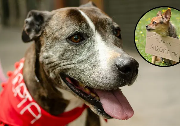 Bienestar animal en Saltillo: aumentan ferias de adopción de mascotas