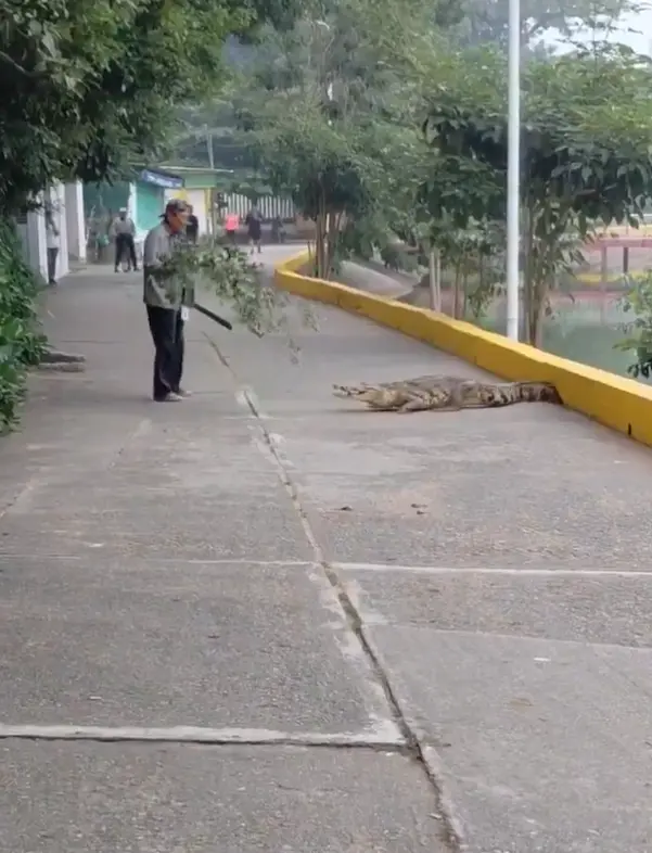 imagen recuadro Foto: X (@ImagendeVer)