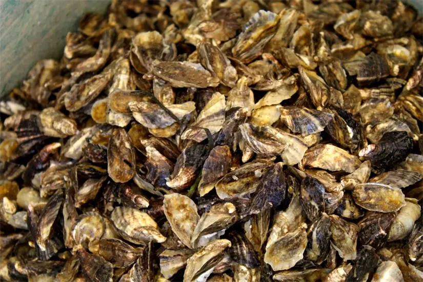 imagen recuadro Foto: Gobierno de BCS.