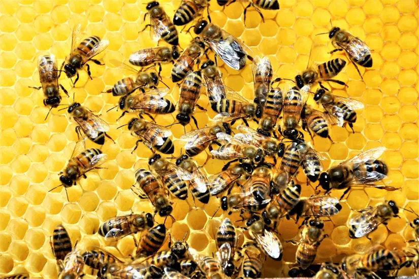 El objetivo del concurso es concientizar a la niñez sobre la importancia ecológica de las abejas. Foto: Freepik 