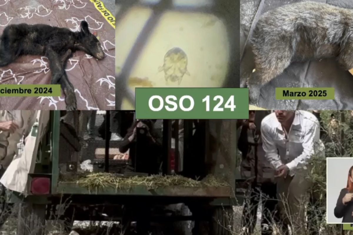 Caso Oso 124 Caso Oso 124