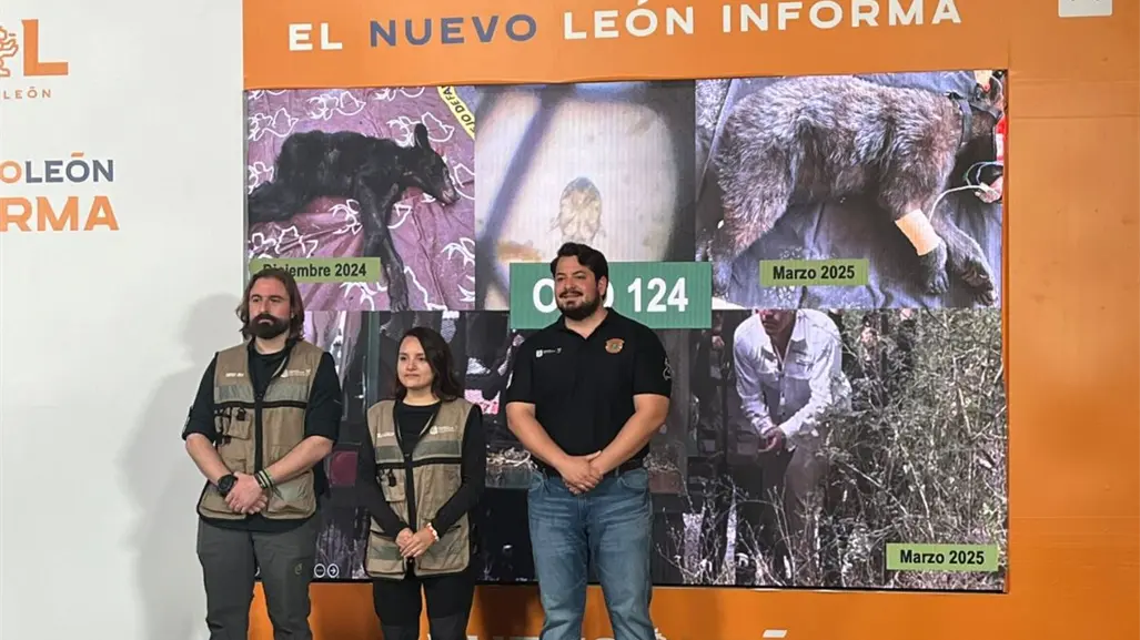 Conservación del oso negro en Nuevo León: Avances, rescates y participación en grupos internacionales