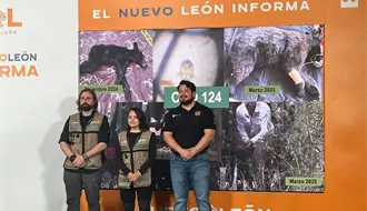 Conservación del oso negro en Nuevo León: Avances, rescates y participación en grupos internacionales