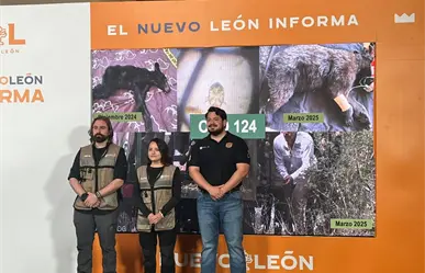 Conservación del oso negro en Nuevo León: Avances, rescates y participación en grupos internacionales