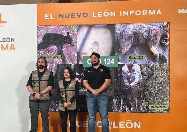 Conservación del oso negro en Nuevo León: Avances, rescates y participación en grupos internacionales