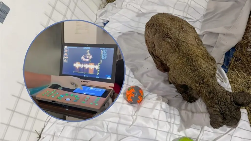 ¡Mina late con fuerza! Celebran mejoría en su corazón gracias a los cuidados de Fundación Invictus