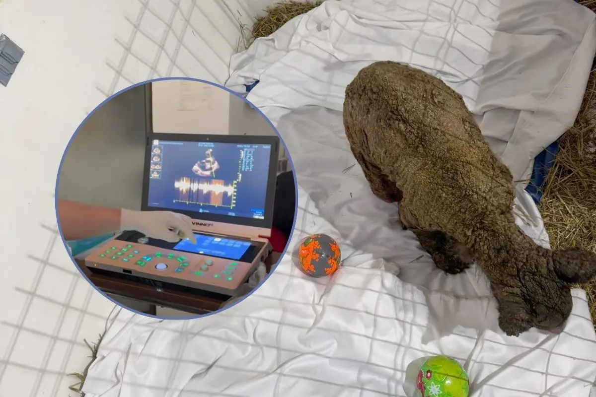 La recuperación de la osa Mina continúa despertando admiración entre especialistas. Foto: Fundación Invictus