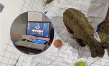 ¡Mina late con fuerza! Celebran mejoría en su corazón gracias a los cuidados de Fundación Invictus