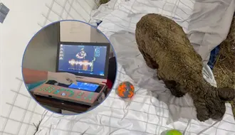 ¡Mina late con fuerza! Celebran mejoría en su corazón gracias a los cuidados de Fundación Invictus