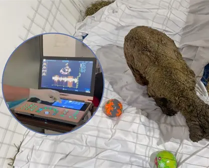 ¡Mina late con fuerza! Celebran mejoría en su corazón gracias a los cuidados de Fundación Invictus