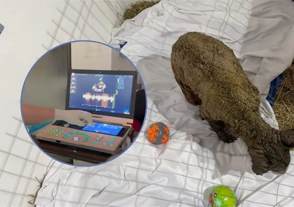 ¡Mina late con fuerza! Celebran mejoría en su corazón gracias a los cuidados de Fundación Invictus