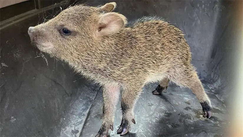 Pecarí bebé rescatado en alcantarilla Foto: PCNL
