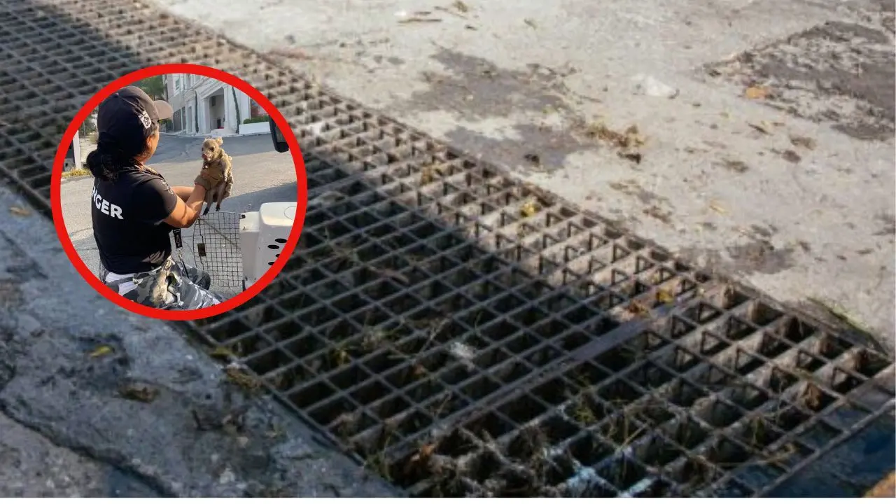 Elemento de PCNL en el rescate del pecarí bebé atrapado en una alcantarilla en Guadalupe Foto: FB Samuel García