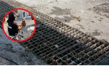 Samuel García agradece operativo nocturno que rescató a pecarí bebé en Guadalupe