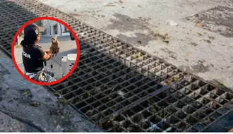 Samuel García agradece operativo nocturno que rescató a pecarí bebé en Guadalupe