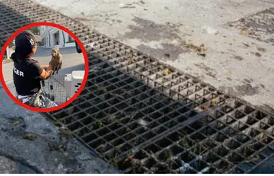 Samuel García agradece operativo nocturno que rescató a pecarí bebé en Guadalupe