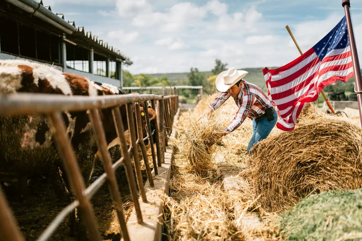 Productor del campo cuidando su ganado para exportación / Foto: Composición de Canva