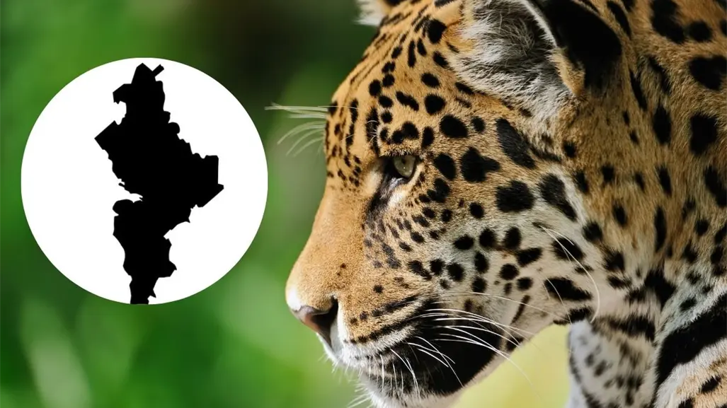 Jaguar en Nuevo León: ¿es normal su avistamiento? esto debes de saber