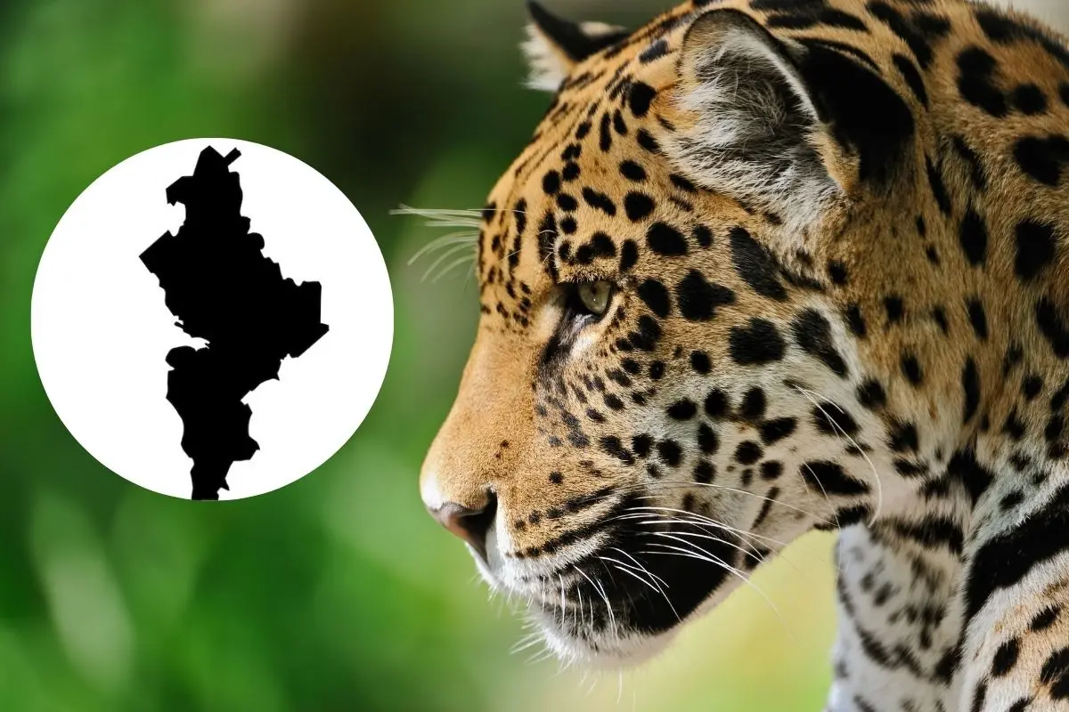 Recientemente se registró el avistamiento de un jaguar en el ejido La Encantada, del municipio de Zaragoza, Nuevo León. Foto: Canva / Freepik