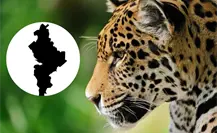Jaguar en Nuevo León: ¿es normal su avistamiento? esto debes de saber