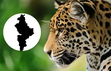 Jaguar en Nuevo León: ¿es normal su avistamiento? esto debes de saber