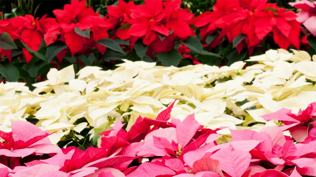 Guía para comprar nochebuenas en CDMX y encontrar las más bonitas esta temporada navideña