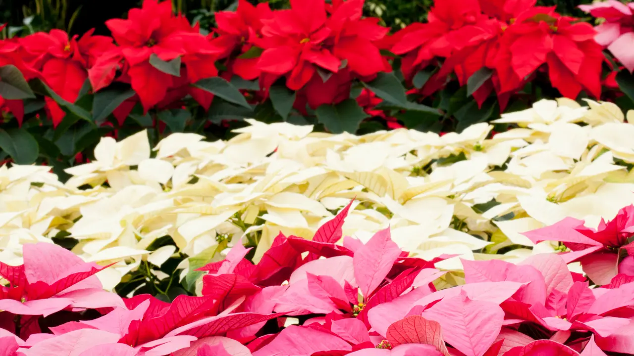 Unas de las flores más esperadas durante todo el año. Foto: Canva