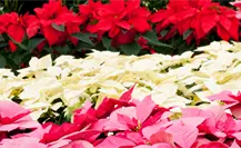 Guía para comprar nochebuenas en CDMX y encontrar las más bonitas esta temporada navideña Guía para comprar nochebuenas en CDMX y encontrar las más bonitas esta temporada navideña