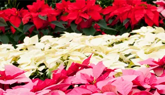 Guía para comprar nochebuenas en CDMX y encontrar las más bonitas esta temporada navideña