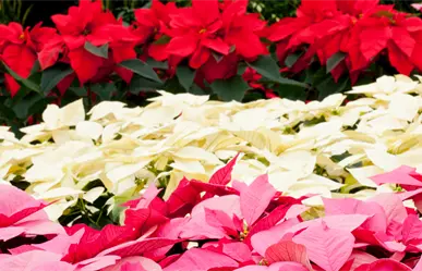 Guía para comprar nochebuenas en CDMX y encontrar las más bonitas esta temporada navideña