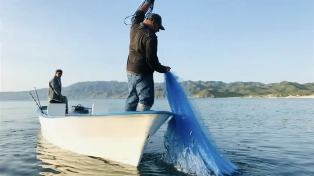 ¿Sabías que BCS tiene el primer lugar nacional en producción de ostión japonés?