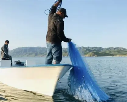 ¿Sabías que BCS tiene el primer lugar nacional en producción de ostión japonés?