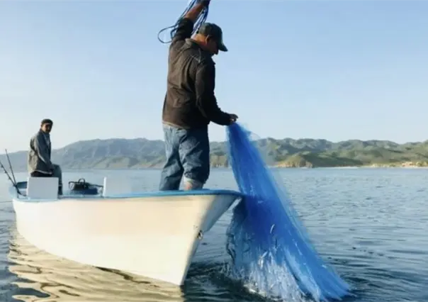 ¿Sabías que BCS tiene el primer lugar nacional en producción de ostión japonés?