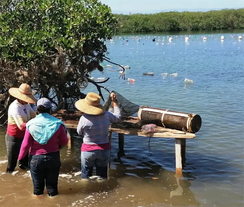 imagen recuadro Foto: Gobierno de BCS.