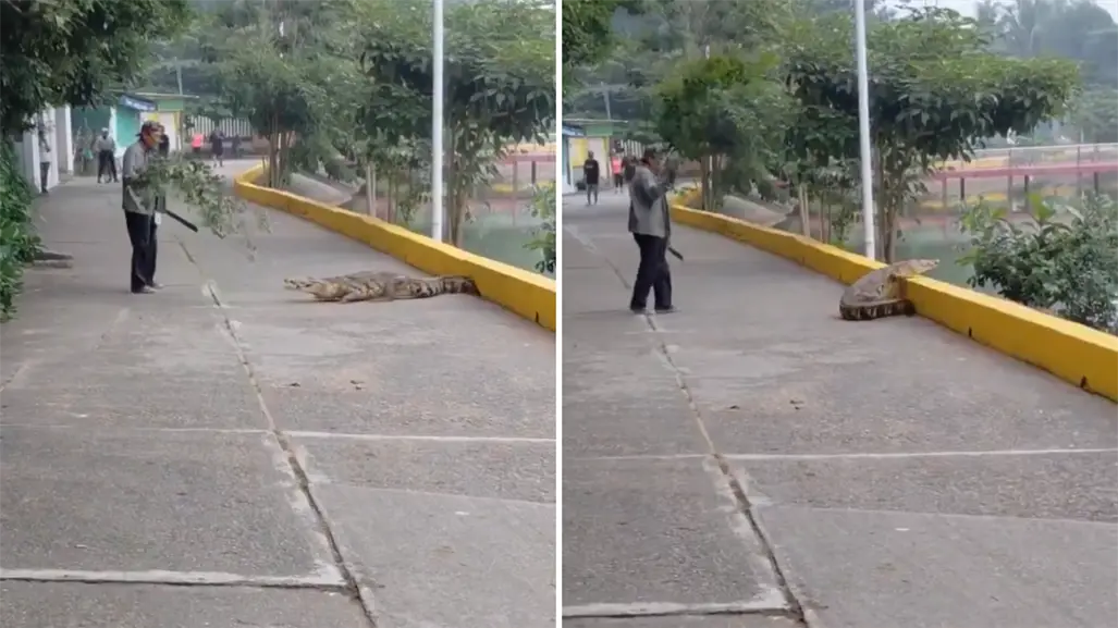 VIDEO | Hombre ahuyenta a cocodrilo con una rama y machete en Veracruz